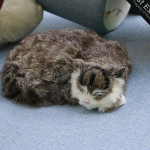K&ouml;nnte beinhalten: Ein braunes und wei&szlig;es Stofftier in Form einer Katze, das sich zusammengerollt auf einer blauen Stoffoberfl&auml;che schlafen legt.