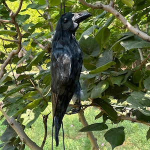 Figura de cuervo muerto colgante con plumas negras realistas, réplica de pájaro realista, accesorio para fiesta temática de brujas de Halloween, decoración de jardín y exterior