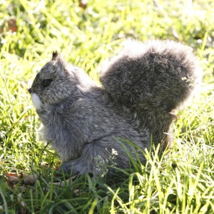 May include: A grey squirrel with a bushy tail sits in a patch of green grass. The squirrel is facing to the left and its head is tilted slightly down.