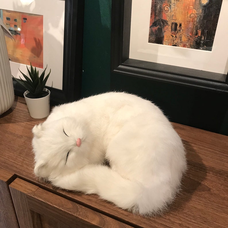 K&ouml;nnte beinhalten: Ein wei&szlig;er Pl&uuml;schkatze, die auf einer Holzoberfl&auml;che zusammengerollt schl&auml;ft. Die Katze hat eine rosa Nase und geschlossene Augen.