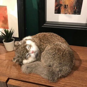 K&ouml;nnte beinhalten: Ein pl&uuml;schiger grau-wei&szlig;er Kater, der sich zusammengerollt schlafend. Die Katze hat einen wei&szlig;en Fleck auf der Brust und eine rosa Nase.