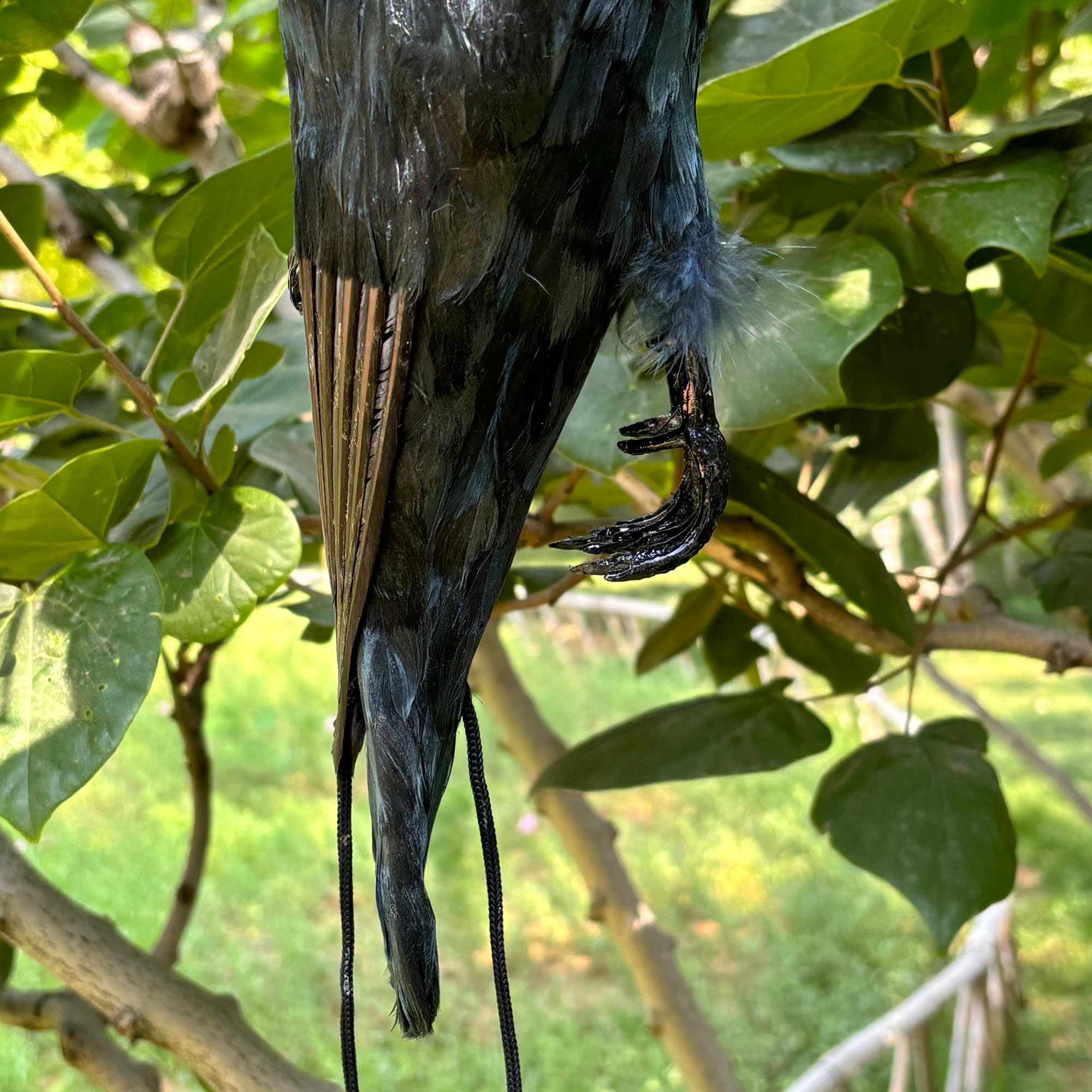 Corvo Finto nero grande con piume con ali alzate e semi aperte