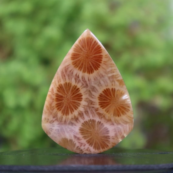 2 サンゴの化石　亀　(大)　天然石　 菊目石　珊瑚　コラール　縁起物　魔除け サンゴ サンゴ石 大サンゴ 珊瑚 石灰化 菊目石 沖縄 石垣島 インテリア