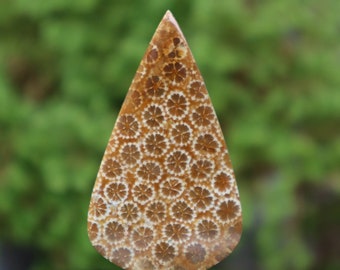 Coral Agate
