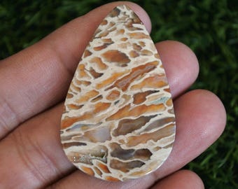 Fossilized Palmwood Cabochon