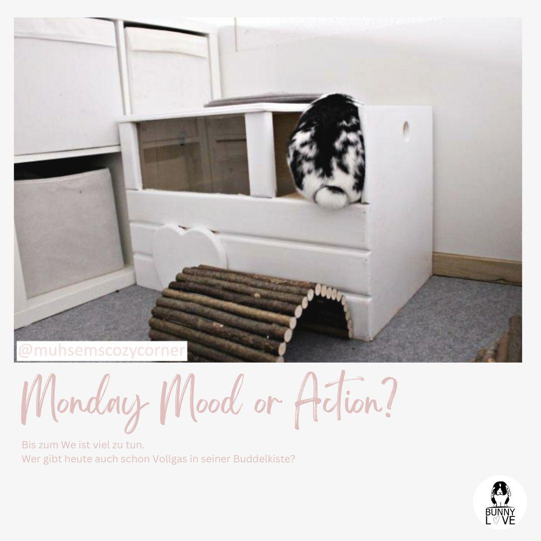 Rabbit Digging Box | Wooden Digging Box for Dwarf Rabbits From Germany ...