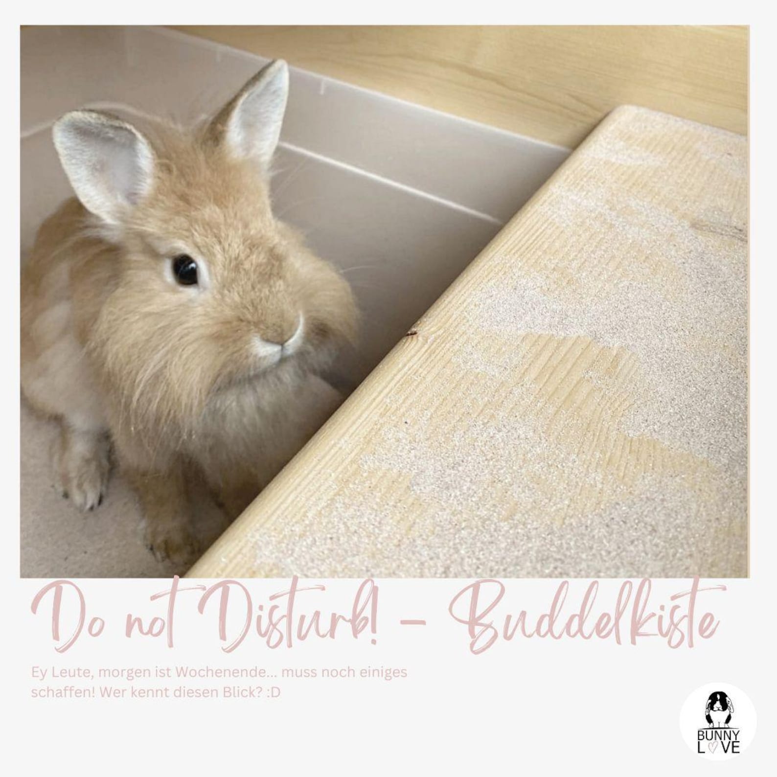 Rabbit Digging Box | Wooden Digging Box for Dwarf Rabbits From Germany ...