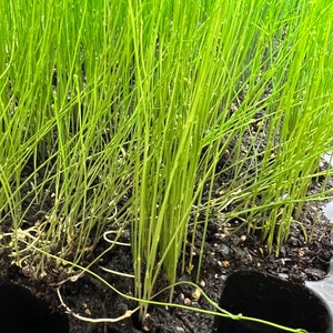 3-Pack of Live Asparagus Plugs 60 mL Plug for Winter Planting Southwest United States (Not Just Crowns.Living Starter Plants)Mary Washington