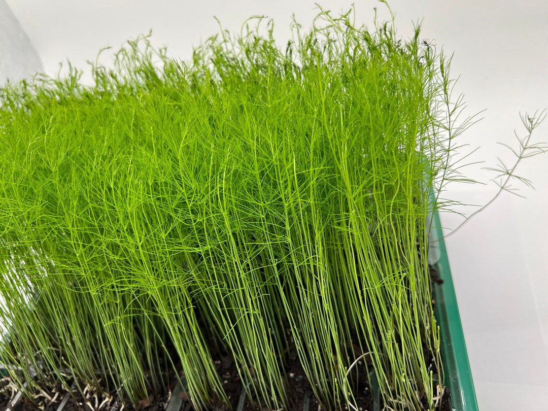 9pack Asparagus Live Plant Plugs Free Shipping Mary Washington