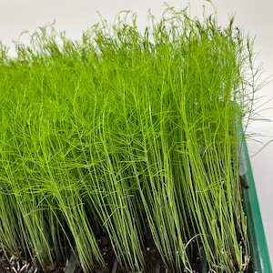 9-Pack Asparagus Live Plant Plugs Free Shipping  Mary Washington Heirloom Open Pollinated