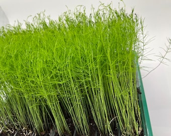 10-Pack Asparagus Live Plant Plugs Free Shipping  Mary Washington Heirloom Open Pollinated
