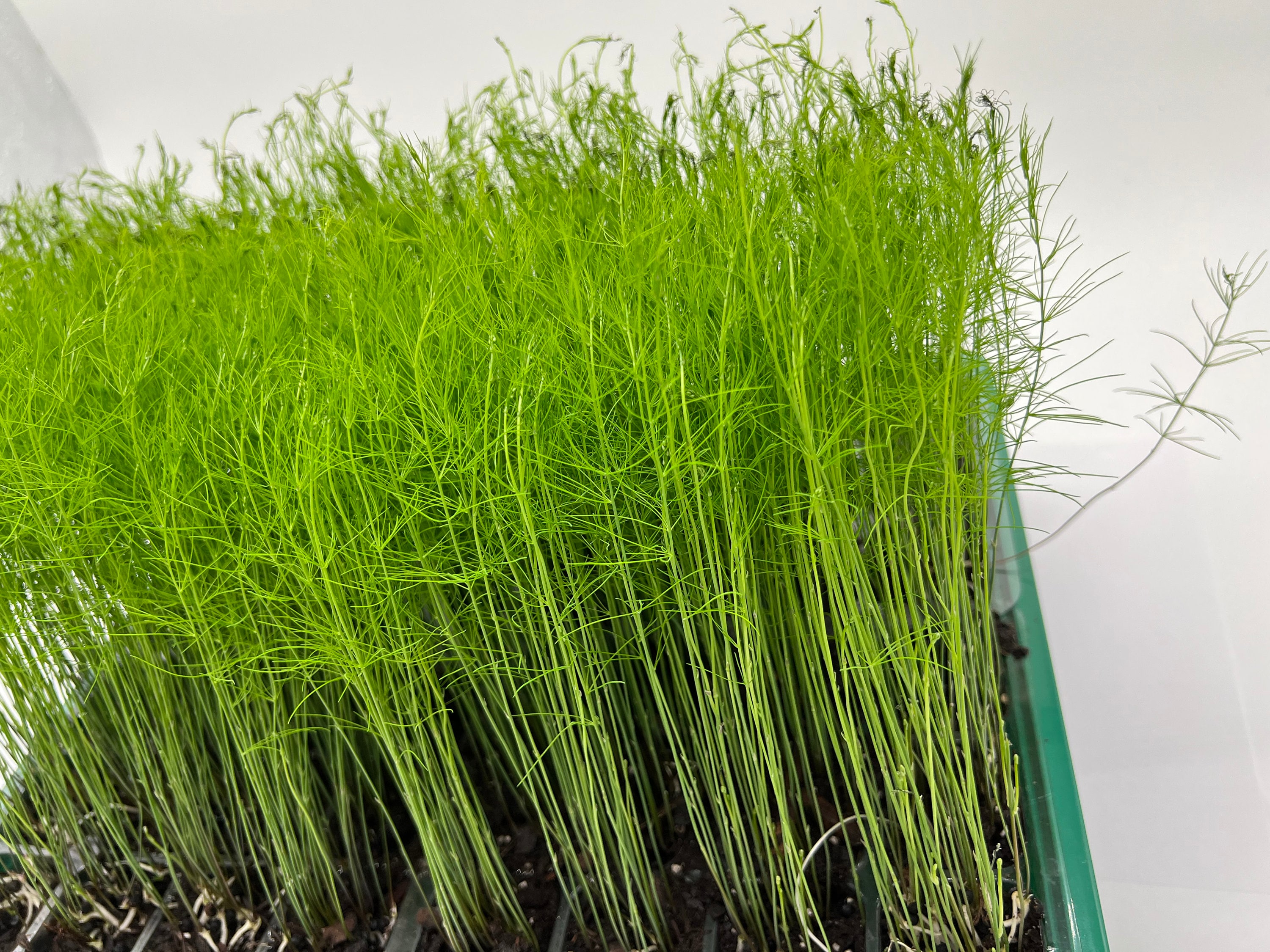 9-Pack Asparagus Live Plant Plugs Free Shipping  Mary Washington Heirloom Open Pollinated