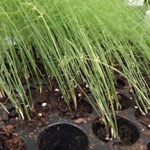 May include: Close-up of a tray of young asparagus plants growing in soil. The plants are green and have long, thin stems.