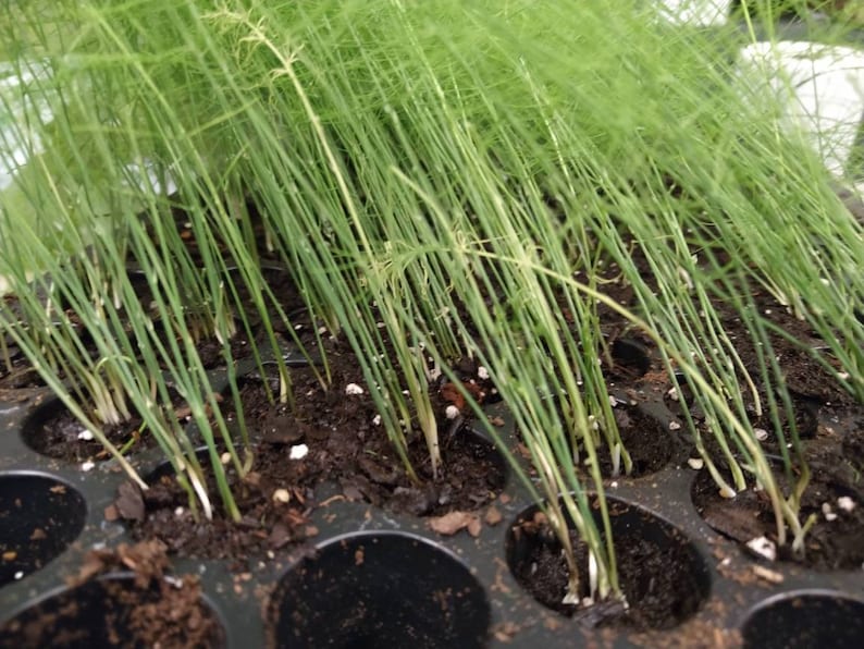 May include: Close-up of a tray of young asparagus plants growing in soil. The plants are green and have long, thin stems.