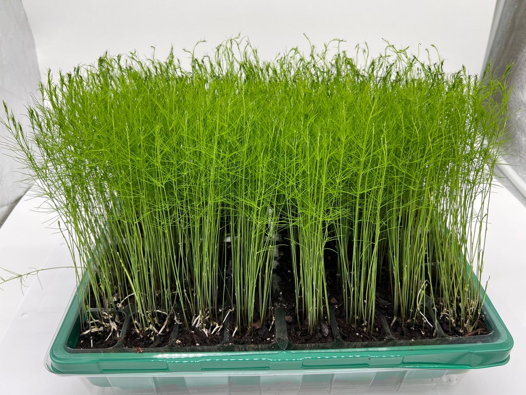 Preorder 6pack Asparagus Live Plant Plugs not Just Asparagus Crowns