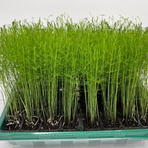 Pre-Order - 6-Pack Asparagus Live Plant Plugs (not just asparagus crowns) Mary Washington Fruits & Vegetables Perennial Seedlings Pre-Order