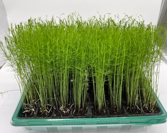 Pre-Order - 6-Pack Asparagus Live Plant Plugs (not just asparagus crowns) Mary Washington Fruits & Vegetables Perennial Seedlings Pre-Order