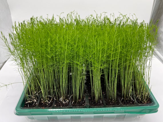 Pre-Order - 25-Pack Asparagus Live Plant Plugs (not just asparagus crowns) Mary Washington Fruits & Vegetables Perennial Seedlings Pre-Order