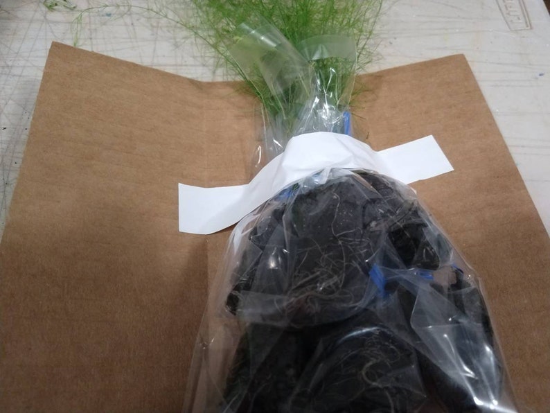 May include: A potted plant with green foliage wrapped in clear plastic and brown paper. The plant is tied with white tape and has a blue ribbon.