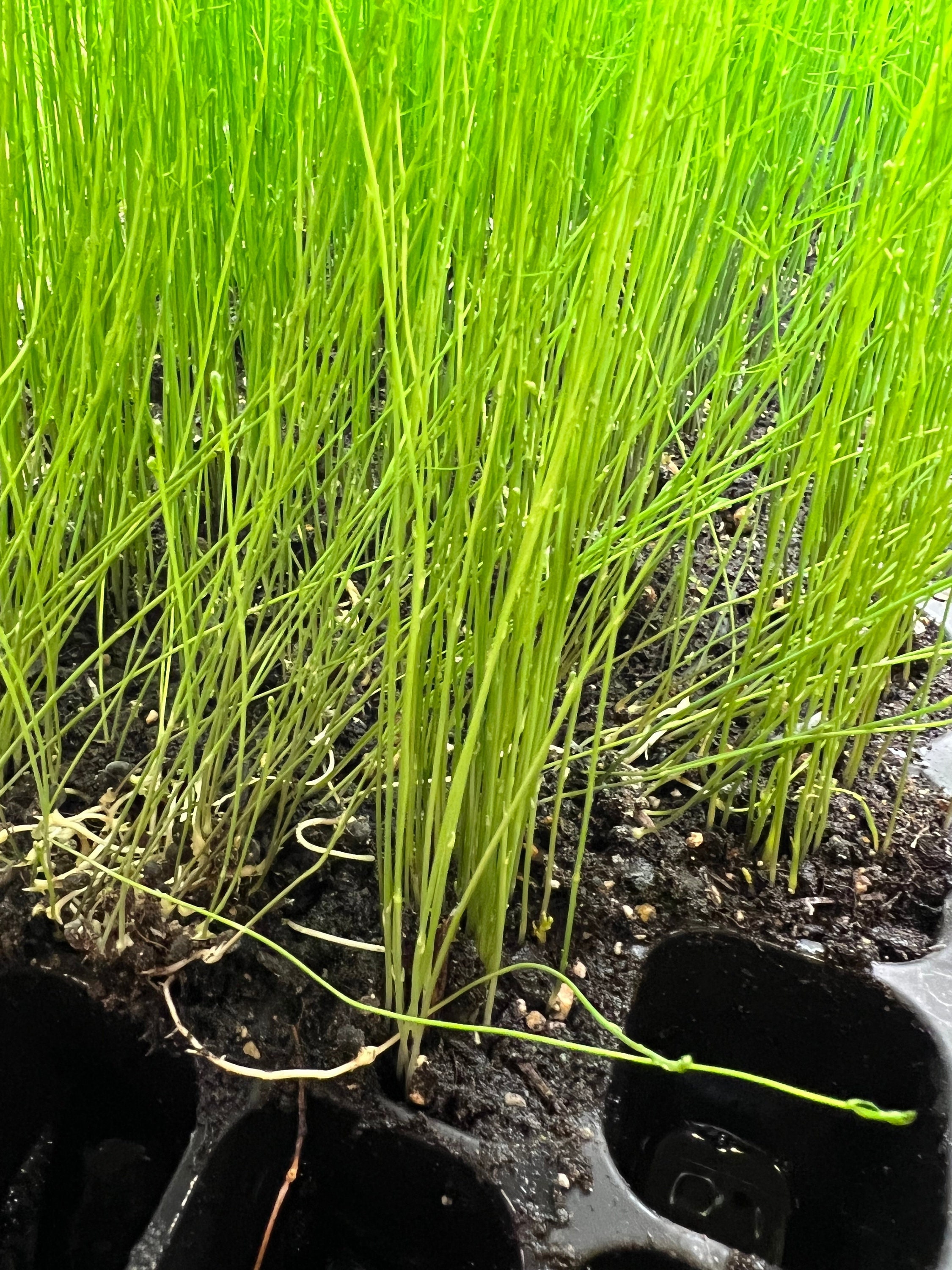 3pack of Live Asparagus Plugs 60 Ml Plug for Winter Planting Southwest