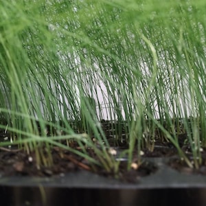 May include: Close-up of a tray of young green asparagus plants growing in soil.