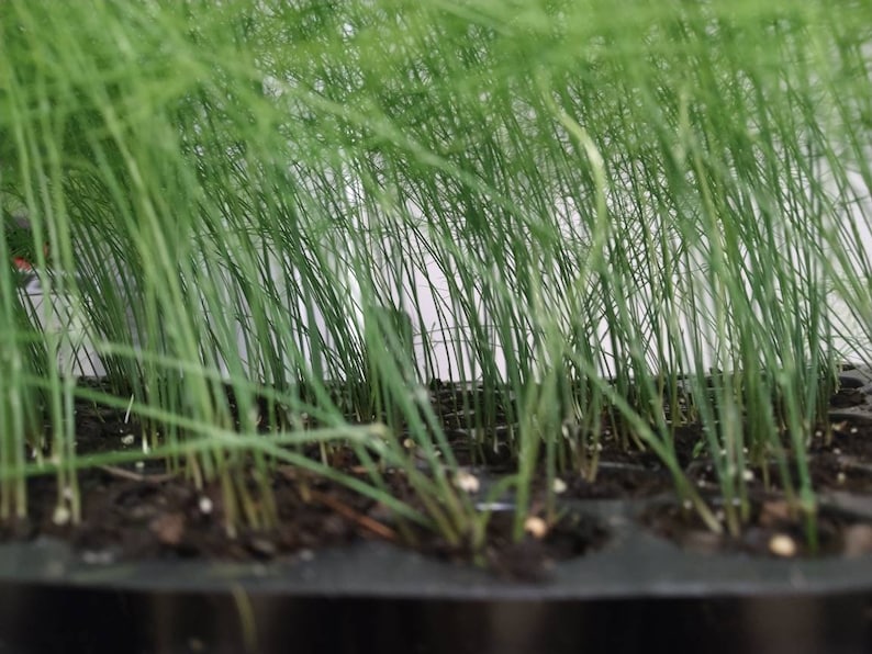 May include: Close-up of a tray of young green asparagus plants growing in soil.