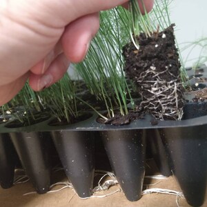 May include: A black plastic tray with multiple individual cells, each containing a small green plant with roots. One plant is being removed from the tray, showing its roots and soil.
