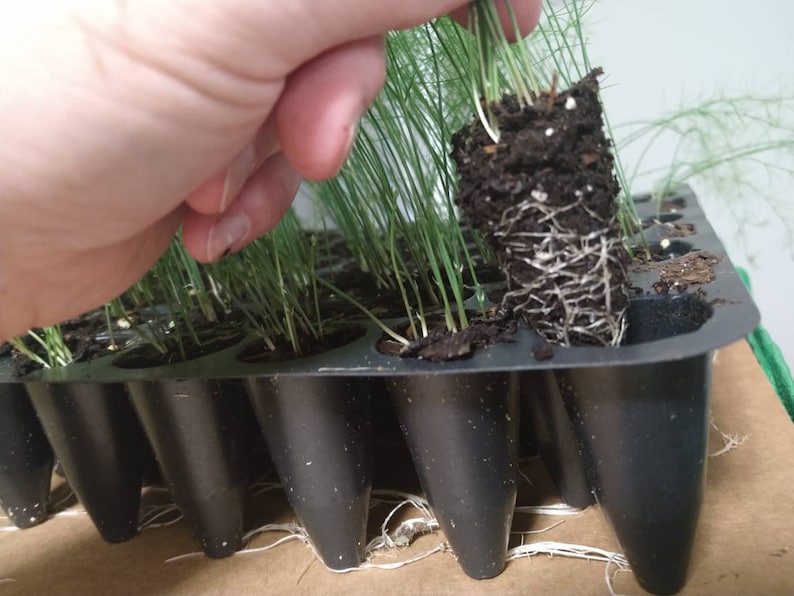 May include: A black plastic tray with multiple individual cells, each containing a small green plant with roots. One plant is being removed from the tray, showing its roots and soil.
