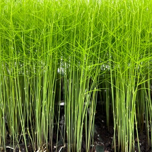 Pre-Order 25-Pack UC-72 Drought Tolerant Asparagus Liver Plants -Living Plant Plugs