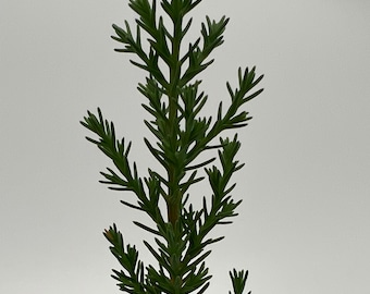 Italian Cypress "Stricta" Live Tree Plug Free Shipping - Seed Gathered in Tuscany by Shop Owner