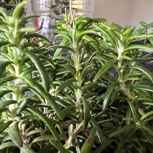20 count 100% Organic Rosemary Herb Plant- -unrooted 10&quot; cuttings / Grown in USA