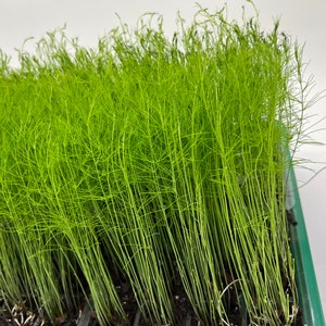 May include: A close-up of a tray of green asparagus seedlings growing in a greenhouse. The seedlings are tall and slender, with long, thin leaves.