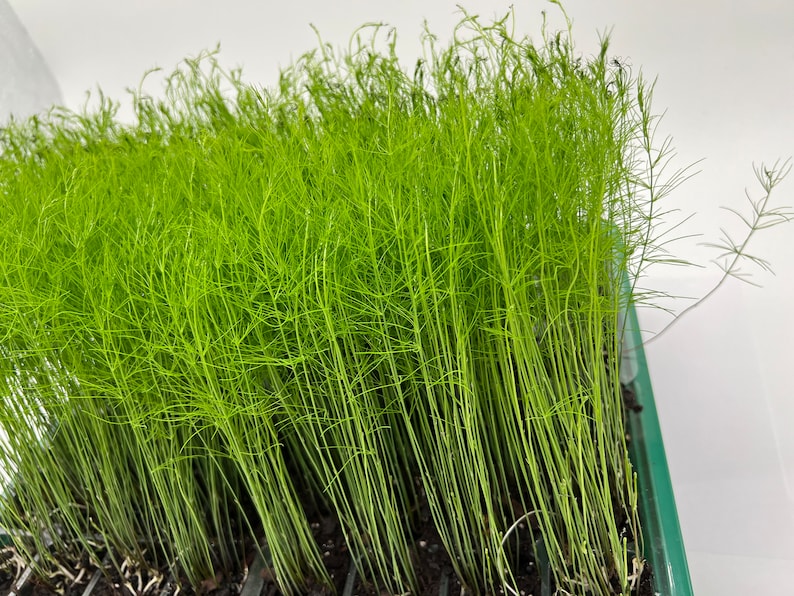 May include: A close-up of a tray of green asparagus seedlings growing in a greenhouse. The seedlings are tall and slender, with long, thin leaves.