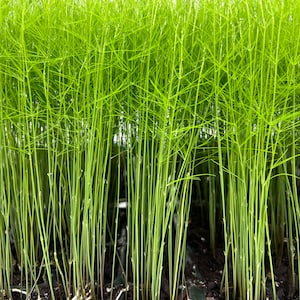 May include: A close-up of a large group of green asparagus plants growing in a garden bed. The plants are all about the same height and have a uniform appearance.