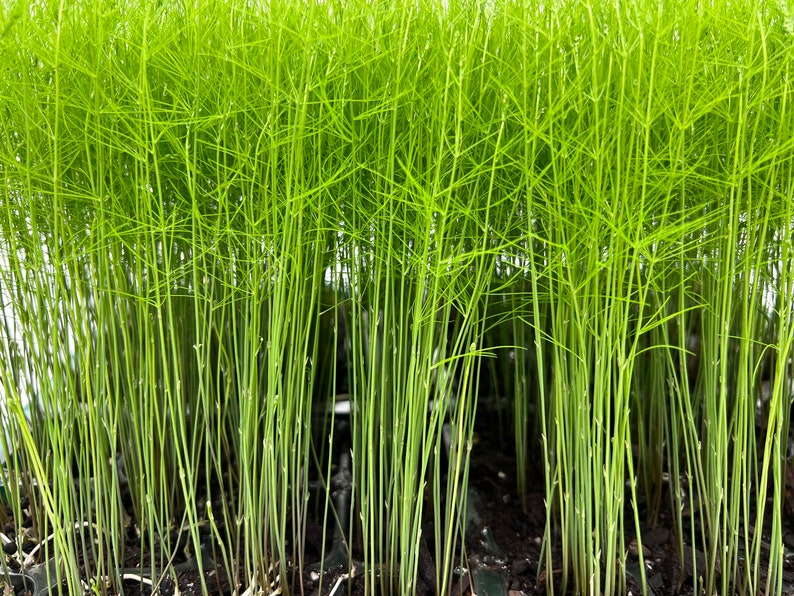 May include: A close-up of a large group of green asparagus plants growing in a garden bed. The plants are all about the same height and have a uniform appearance.