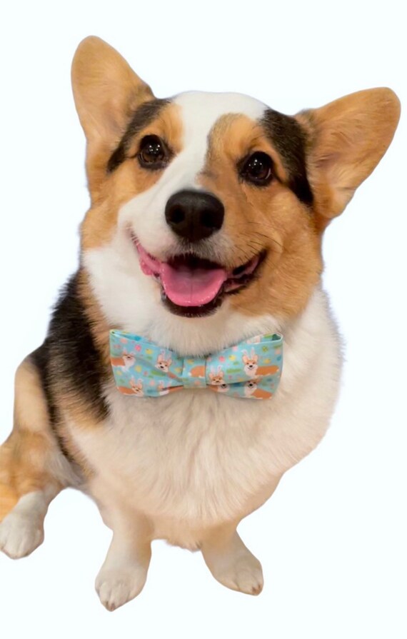 corgi with bow tie