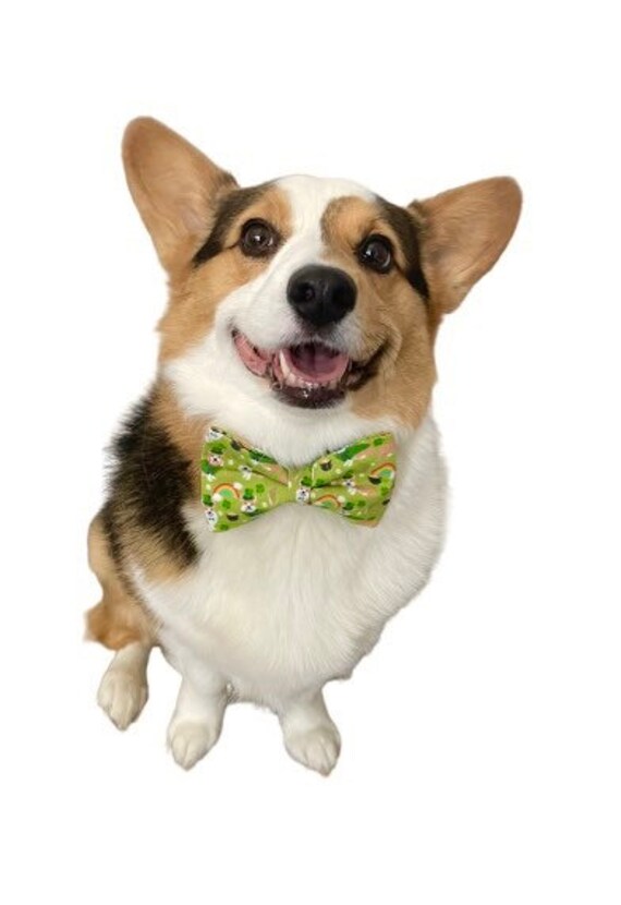 corgi bow tie