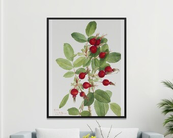 Bourgeau Rose 3 Vintage Botanische Muurkunst, Antieke Botanische, Wilde bloemenkunst, Plantencollectie, Decor van de boerderij