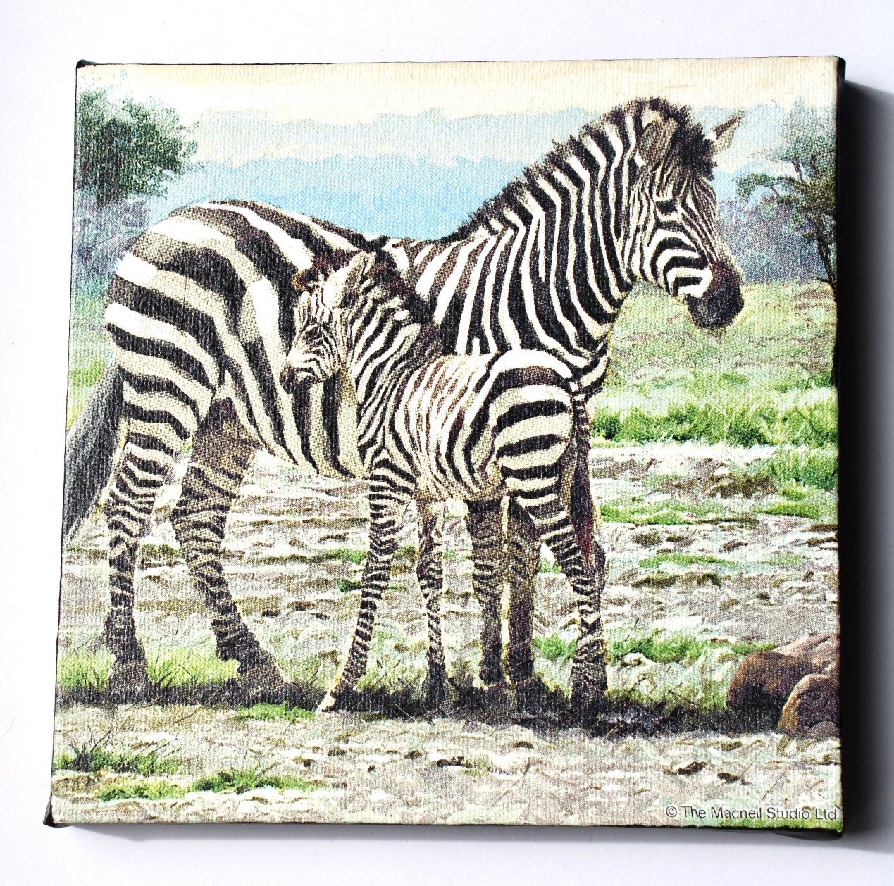 Africa Zebra Wall Art, Mini Canvas Print, South African Art Etsy