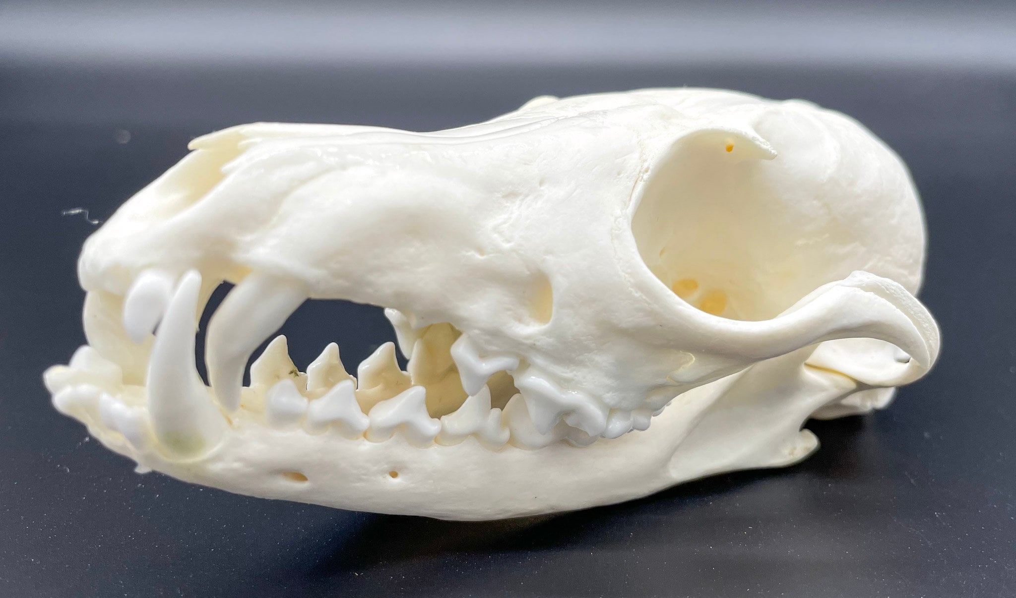 Gebleichter Rotfuchsschädel aus Deutschland - Einzigartiges Dekor und ...