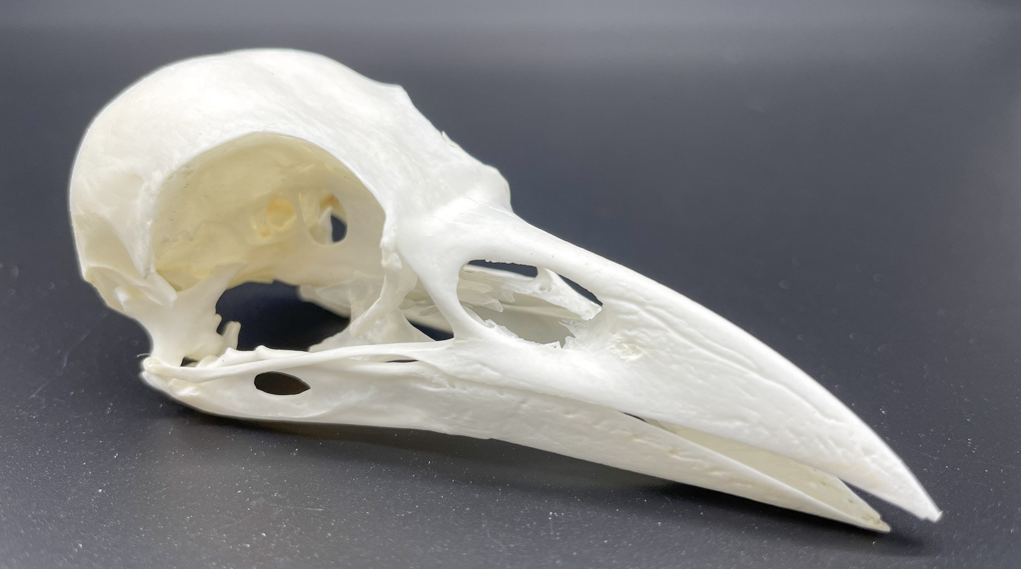 Crow crow's skull animal skull animal bones real bones Etsy
