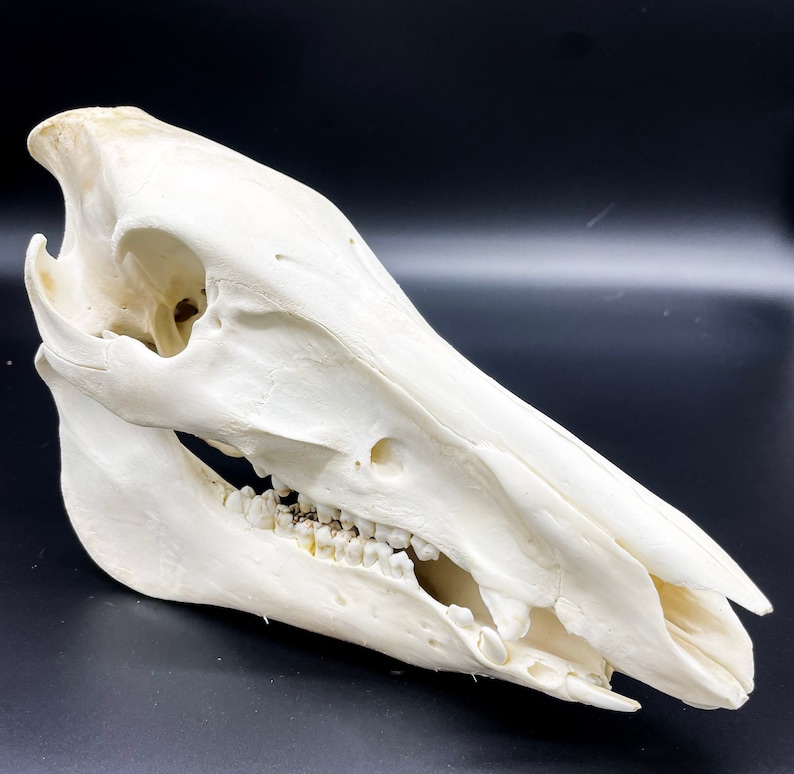 Beautiful Bleached Wild Boar Skull Unique Decorative Object and Jewelry
