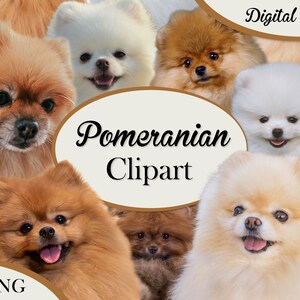 Pomeranian Clipart, PNG, Pomeranian Overlay, Sublimation Design, Digital Download, Dog Clipart