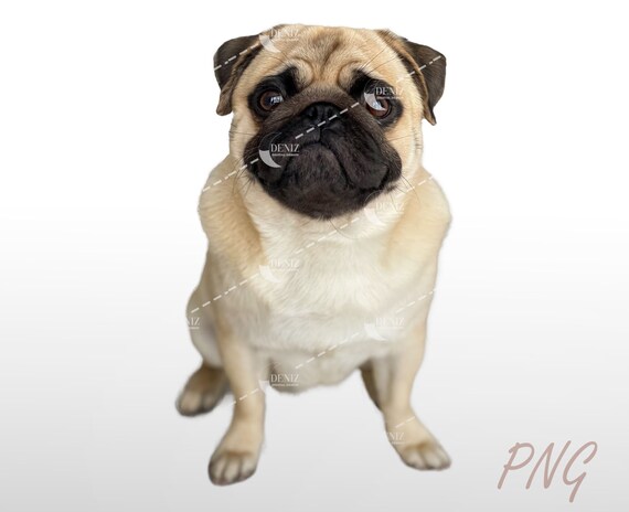 Png pug cheap