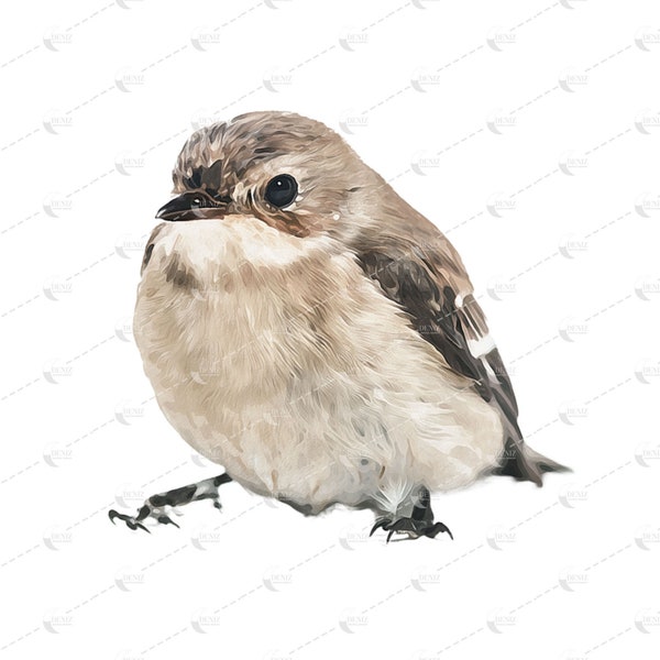 Watercolor Sparrow Clipart, Tiny Sparrow,  Sparrow PNG Ideal for Sublimation, Watercolor Style Bird Illustration, Digital Download