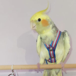 avianweb ez bird harness with leash