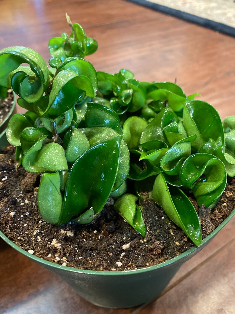 Hindu Rope Hoya Carnosa Compacta Plant Live House Plants | Etsy