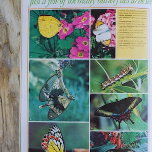 The London Butterfly House - Bunte Vintage Image Broschüre 1980er - 1990er Jahre - Sammlerstück