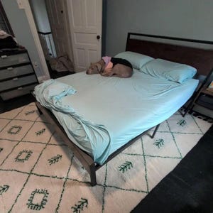 Peut inclure: Un lit en métal avec une tête de lit en bois et une literie bleu clair. Un chien portant une chemise rose et noire est couché sur le lit. Un tapis blanc avec un motif géométrique vert est sur le sol.