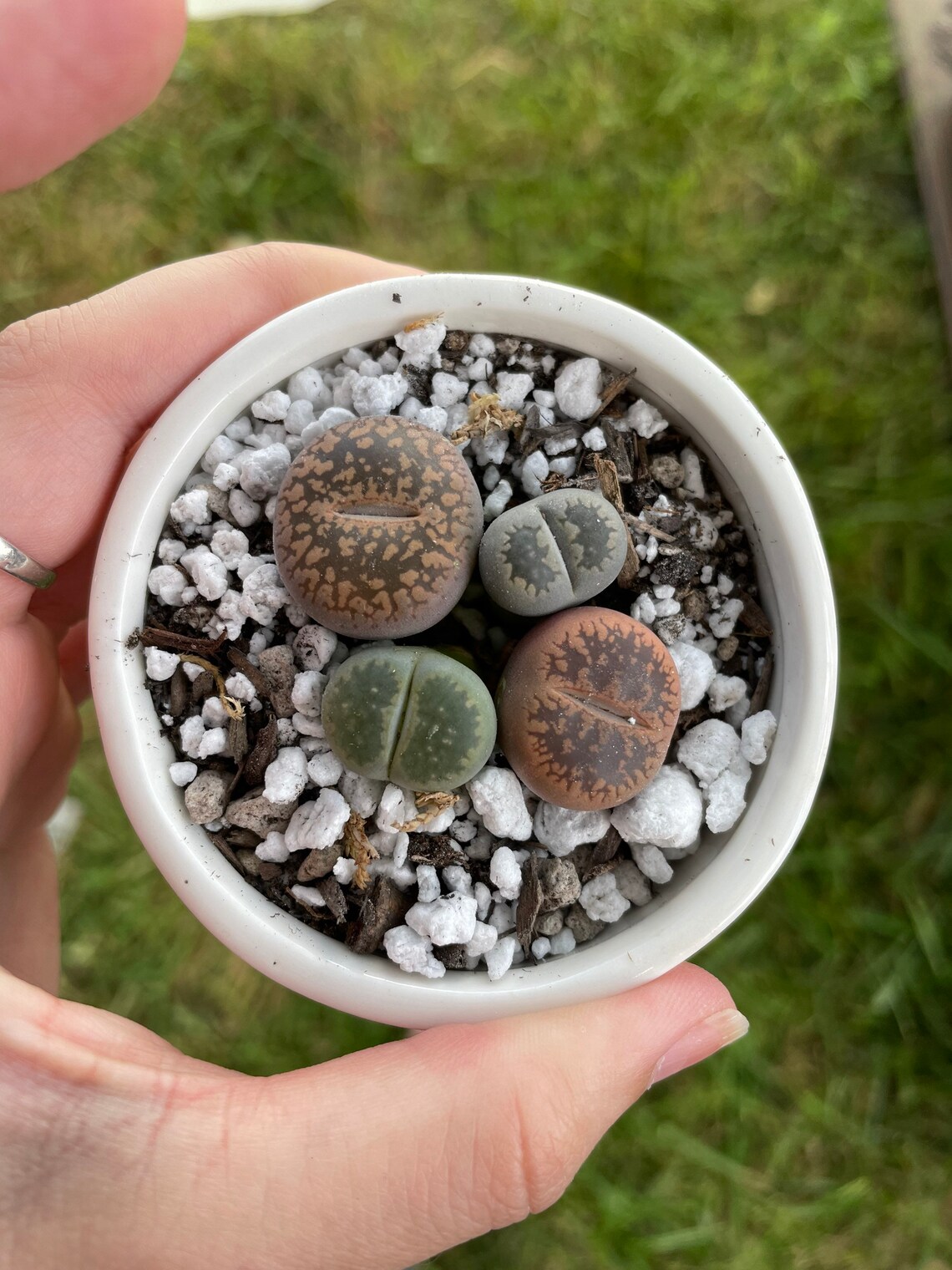 Lithops PlantsLithops Face Pot 2 Pot With 4 Lithops. Etsy